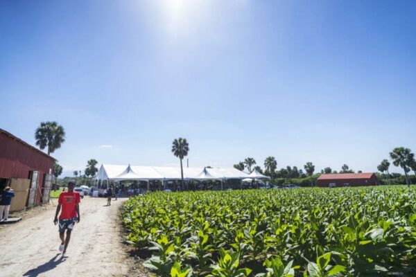 Procigar 2024 Field Day Feature 768x512 GVnXQR