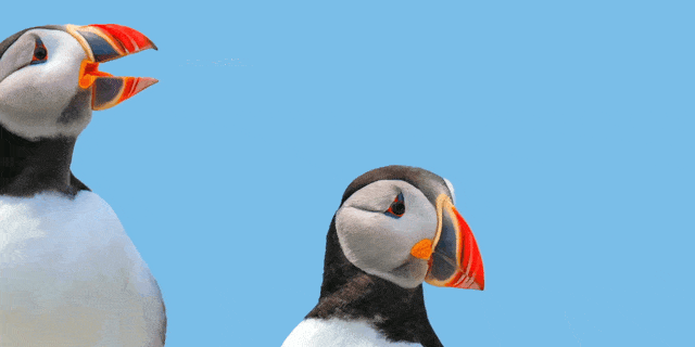 puffin gif 2 NcO8p1