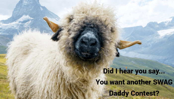 sheep swag contest PTxPsb