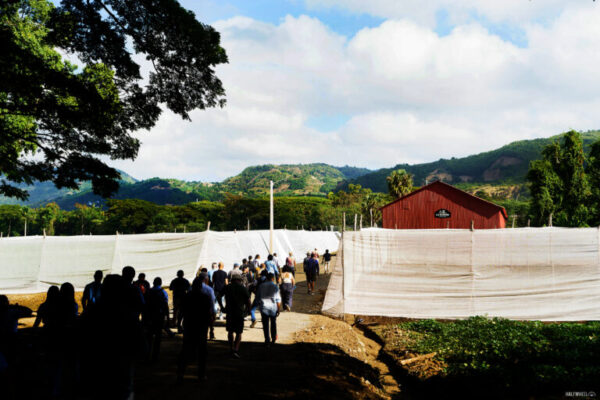 La Aurora Farm Jicome Procigar 2026 768x512 82IxKM