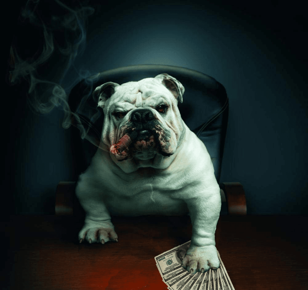 bulldog smoking a cigar