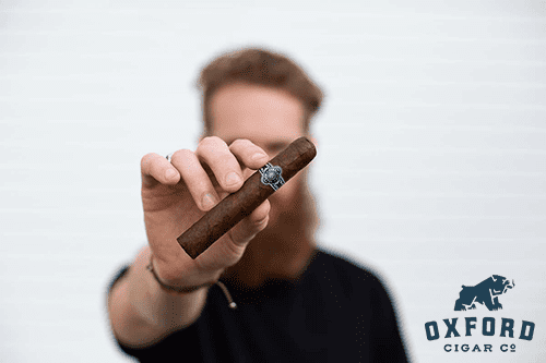 Warped Companion Warped Companion - Image 3