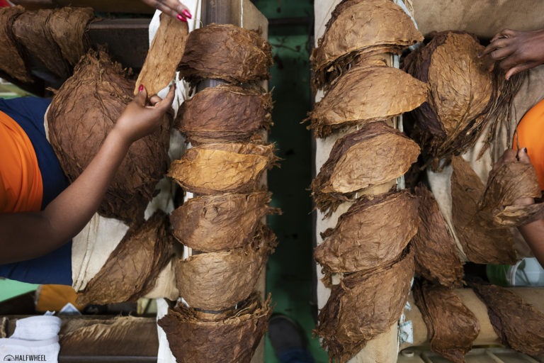 Report: 2024 Premium Cigar Imports Remain Record High Through Q3 La Corona Factory Tobacco Stripping 768x512 amYoLr